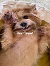 Poster for Birthday video from Pippa the Three Legged Dog