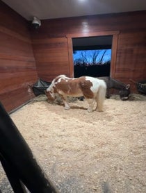 Poster for Birthday video from R&R Ranch Miniature Horse Sanctuary