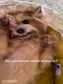 Poster for Intro video video from Pippa the Three Legged Dog