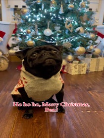 Poster for Holiday video from Obie the Pug
