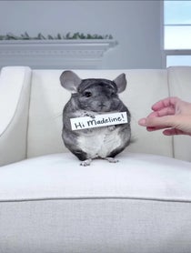 Poster for Pep Talk video from Phil E. Chinchilla