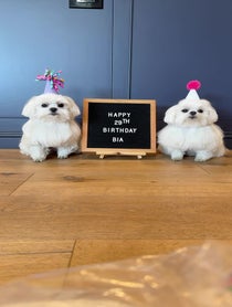 Poster for Birthday video from Coco The Maltese Dog