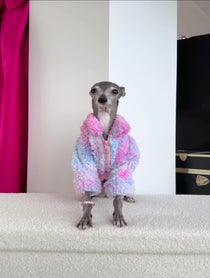 Poster for Birthday video from Tika the Iggy