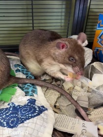 Poster for Intro video video from Remy & Emillie the African Pouched Rats
