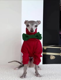 Poster for Pep Talk video from Tika the Iggy