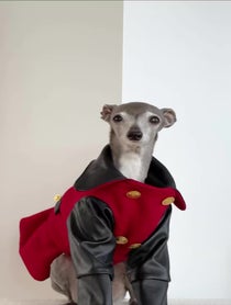 Poster for Birthday video from Tika the Iggy