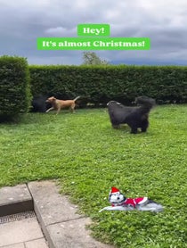 Poster for Holiday video from Carl the Mountain Dog & Steve the Newfie