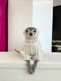 Poster for Holiday video from Tika the Iggy