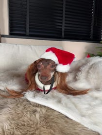 Poster for Holiday video from Pop Sausage