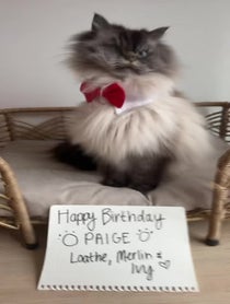 Poster for Birthday video from Merlin The Mad Ragdoll