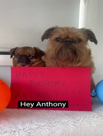 Poster for Birthday video from Howard & Ned The Griffons