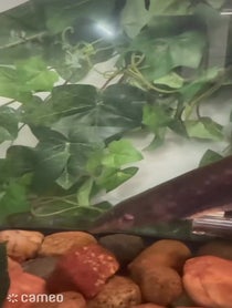 Poster for Intro video video from Clarence the Electric Eel
