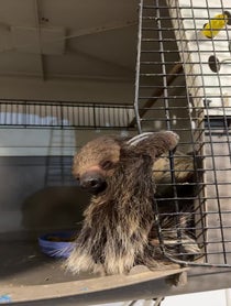Poster for Holiday video from Enzo the pet sloth
