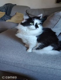 Poster for Intro video video from Fluffy British Cat