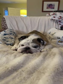Poster for Other video from Reuben the Bulldog