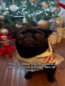 Poster for Gift video from Obie the Pug