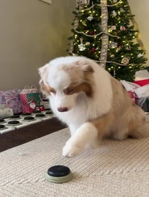 Poster for Holiday video from Flambo The Dog