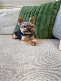 Poster for Birthday video from Sammy in the City