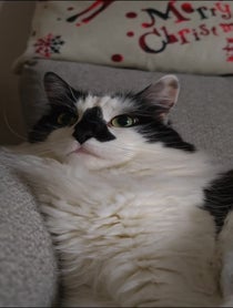 Poster for Pep Talk video from Fluffy British Cat