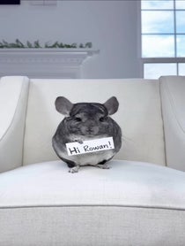 Poster for Holiday video from Phil E. Chinchilla