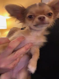 Poster for Holiday video from Joey Camasta