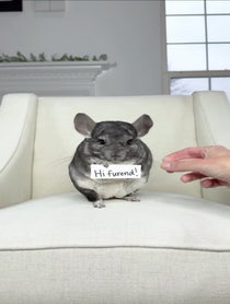 Poster for Holiday video from Phil E. Chinchilla