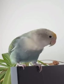 Poster for Roast video from Prince the Bird & Tamia