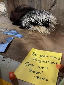 Poster for Pep Talk video from Bintu the African Crested Porcupine