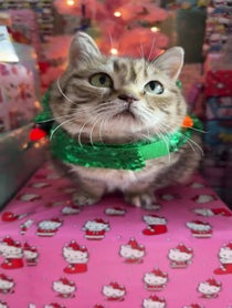 Poster for Holiday video from Melody & Jiggy