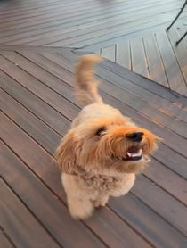 Poster for Other video from Bentley The Goldendoodle Puppy