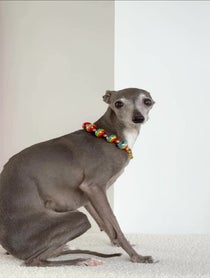 Poster for Birthday video from Tika the Iggy