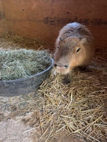 Poster for Birthday video from Andy the Capybara