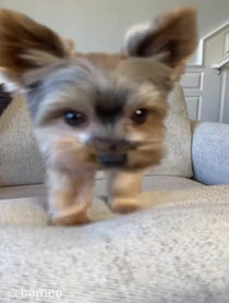 Poster for Intro video video from Sammy in the City