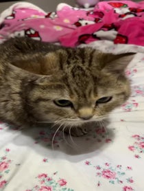 Poster for Valentine's Day video from Melody & Jiggy