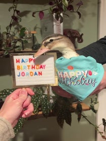 Poster for Birthday video from Cheese and Quackers Ducks