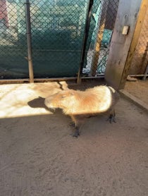 Poster for Pep Talk video from Andy the Capybara