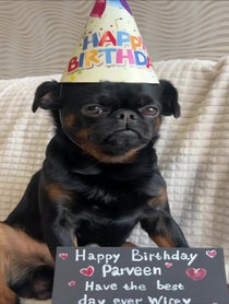 Poster for Birthday video from Charlie the Griffon