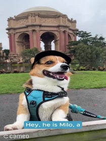 Poster for Intro video video from Milo