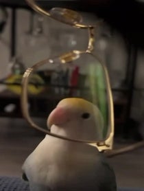 Poster for Birthday video from Prince the Bird & Tamia