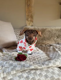 Poster for Valentine's Day video from Pop Sausage