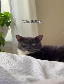 Poster for Pep Talk video from Lucille The Rescue Cat