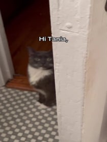 Poster for Birthday video from Lucille The Rescue Cat