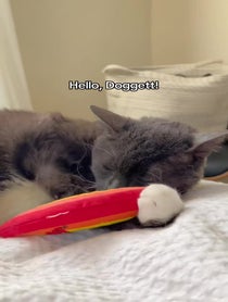 Poster for Birthday video from Lucille The Rescue Cat