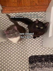 Poster for Advice video from Lucille The Rescue Cat