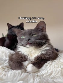 Poster for Birthday video from Lucille The Rescue Cat