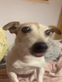 Poster for Roast video from Bella the jack