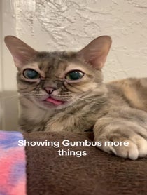 Poster for Valentine's Day video from Gumbus