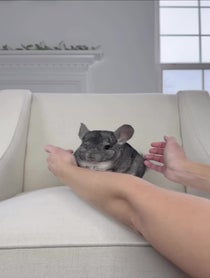 Poster for Other video from Phil E. Chinchilla