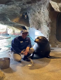 Poster for Birthday video from Sea Lions at Houston Zoo