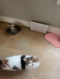 Poster for Valentine's Day video from Papaya The Cat